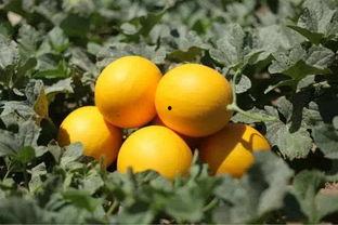 喝酒后吃小瓜,健康饮食新选择