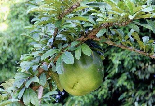 炸弹吃瓜,揭秘神秘炸弹背后的瓜界风云