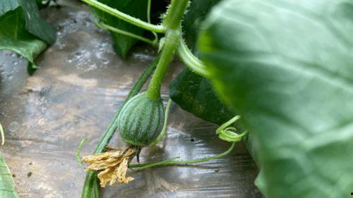 希儿吃瓜,揭秘娱乐圈背后的秘密与八卦