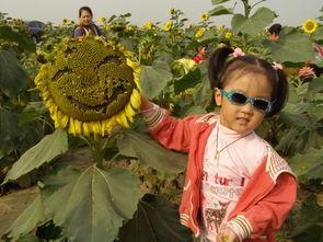 梦见摘人家瓜吃,揭秘摘瓜吃瓜的神秘寓意