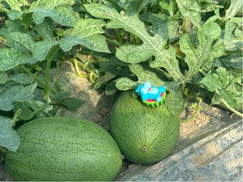 小黄吃大瓜,一场趣味横生的美食冒险之旅