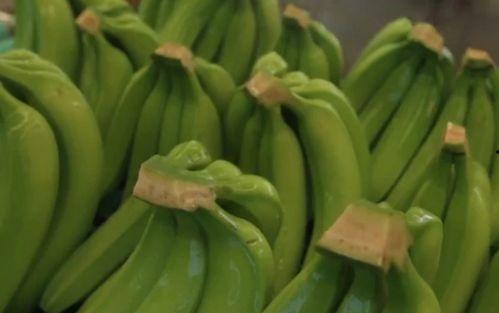 黎朔网络吃瓜,揭秘娱乐圈吃瓜背后的真相与内幕