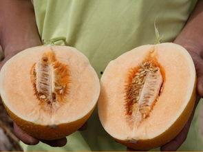 买超吃瓜,揭秘娱乐圈的甜蜜与苦涩