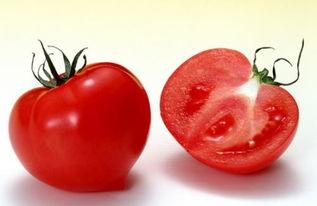 小西红柿吃瓜,趣味盎然的夏日时光